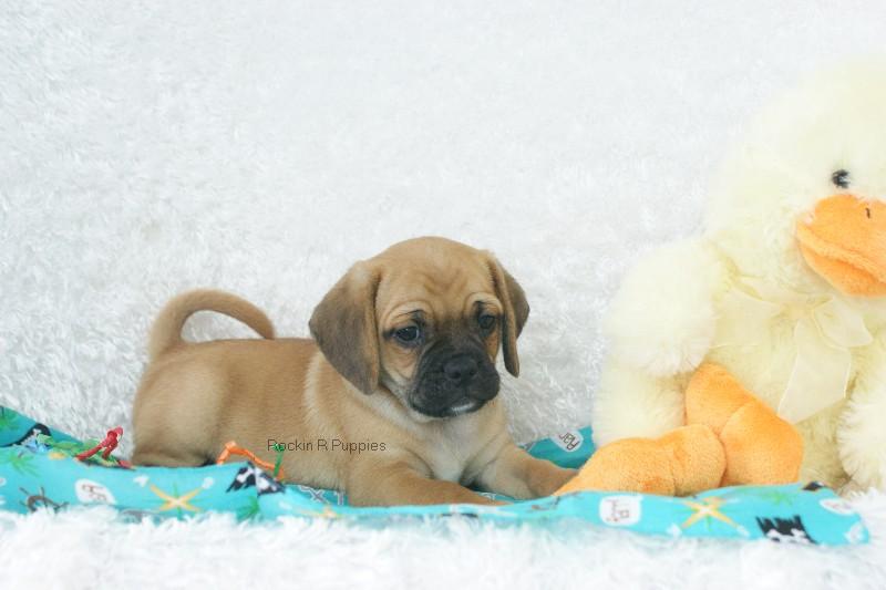 Boone Puggle Rockin R Puppies